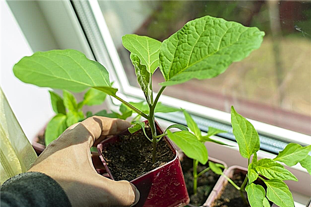 Ar galite auginti baklažanus patalpose: Patarimai, kaip auginti baklažanus viduje