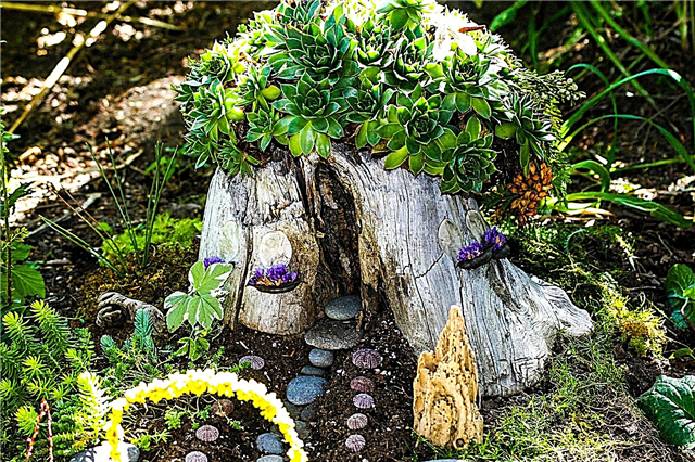 Succulent Fairy Garden Ideas - Tips om å plante sukkulenter i en Fairy Garden