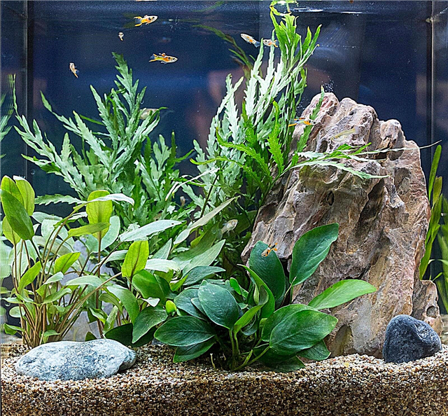 Terrestrische Aquarienpflanzen: Können Sie Gartenpflanzen in einem Aquarium anbauen?
