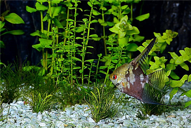 Matande fiskväxter - Vad är några växter som fisken äter