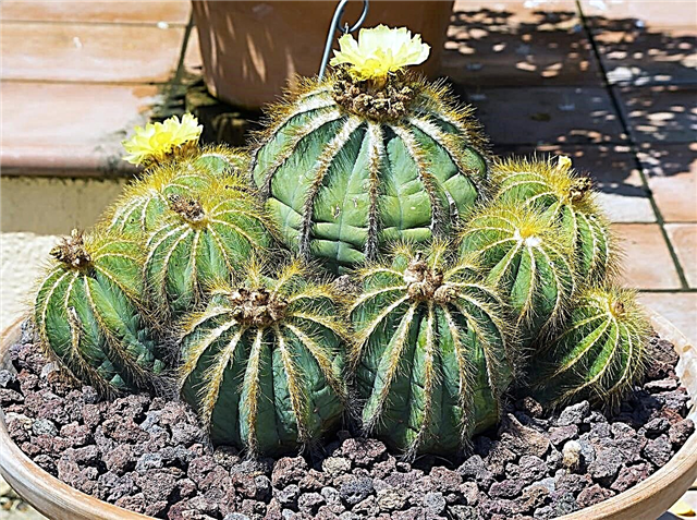 Parodia Cactus teave: saate teavet Parodia Ball Cactus taimede kohta