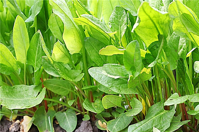 Separación de plantas de acedera: aprenda sobre la división de acedera de jardín