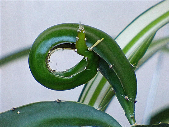 Plantes en pot de curling - Que faire à propos des feuilles de plantes d'intérieur enroulées