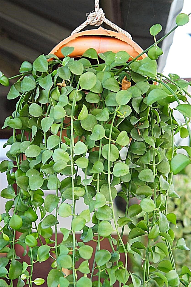 String Of Nickels Πληροφορίες για το φυτό: Πώς να μεγαλώσετε το String Of Nickels Succulents
