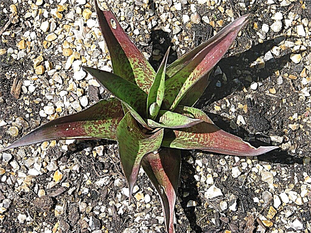 Informazioni sulla pianta di Manfreda - Informazioni sulle succulente di Manfreda