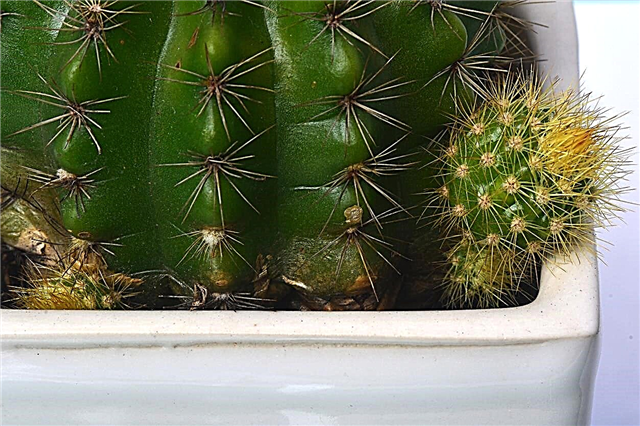Размножавање барелог кактуса - како размножити барел кактусе од штенаца