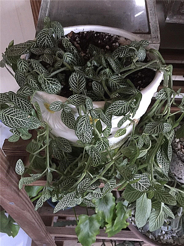 Een verwelkte Fittonia-plant repareren: wat te doen voor hangende Fittonias