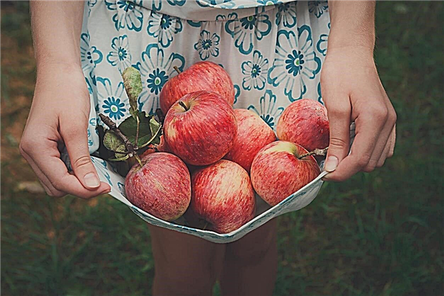 Autumn Crisp Tree Info: Wie man herbstliche Crisp-Äpfel anbaut