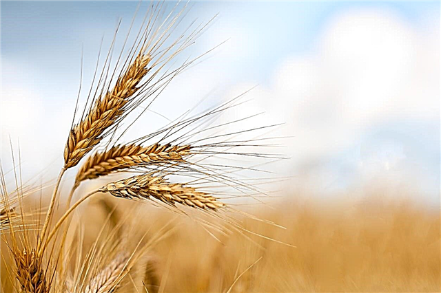 Récolter les petits grains: comment et quand récolter les céréales