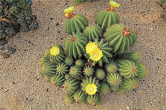 Gelbe Kaktussorten: Wachsende Kakteen, die gelb sind