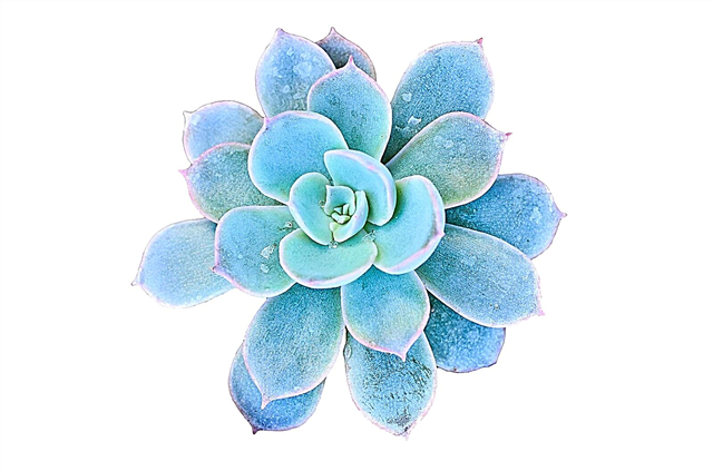 Blå suckulenta sorter: växande sukkulenter som är blå