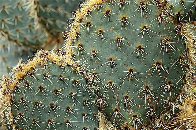 Blå sorter av kaktus: Varför är vissa kaktusblå