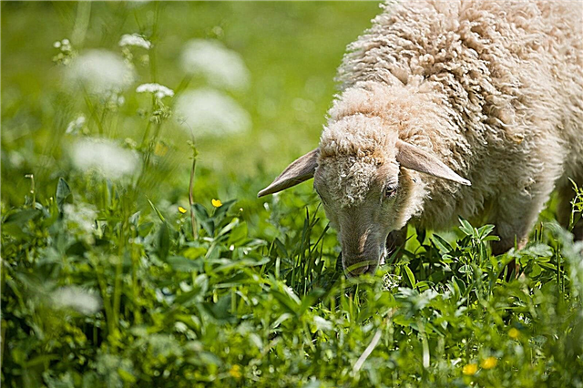 Вівці та отруйні рослини - які рослини отруйні до овець