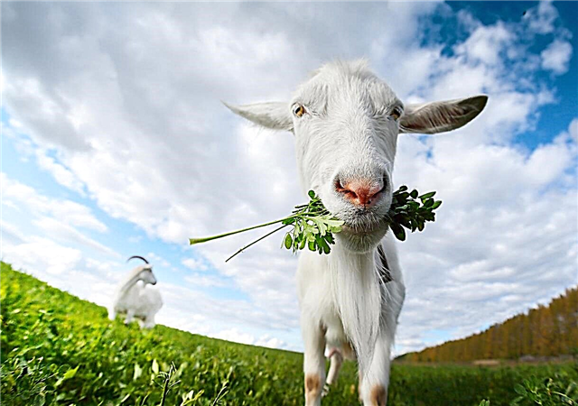 Kozy rastlín nemôžu jesť - sú pre kozy jedovaté