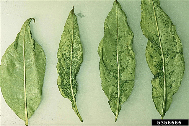Cherry Rasp Leaf Control: Tipps zur Behandlung des Cherry Rasp Leaf Virus