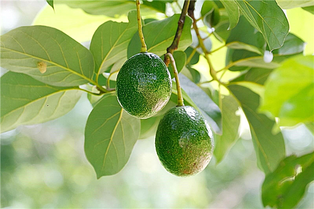 Капка плод от авокадо: Защо ми е отпаднал неузрял плод от авокадо