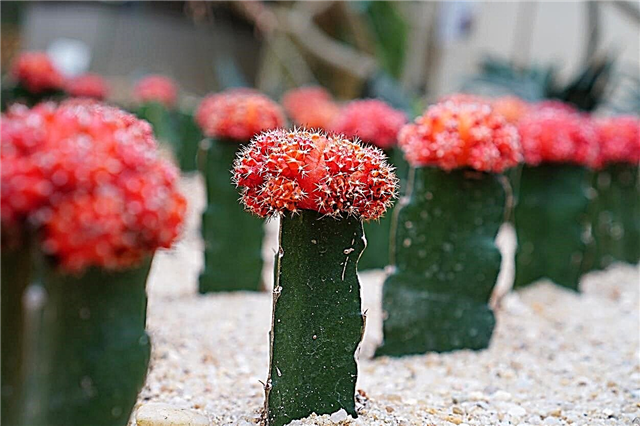 Rode cactusvariëteiten: groeiende cactussen die rood zijn