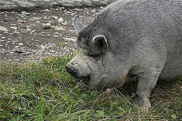 Thực vật Lợn có thể ăn: Thông tin về thực vật có hại cho lợn