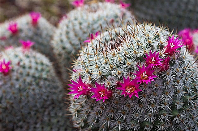 Plantas de cactus rosadas: cultivar un cactus con flores o carne rosadas