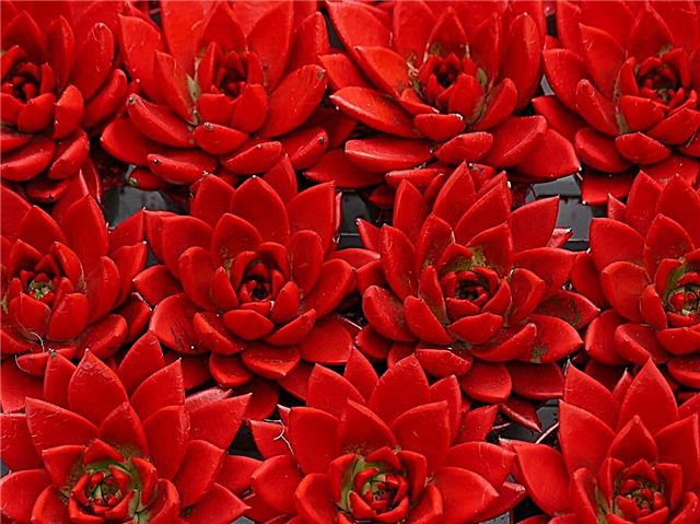 Plantes succulentes rouges - Informations sur les plantes succulentes rouges
