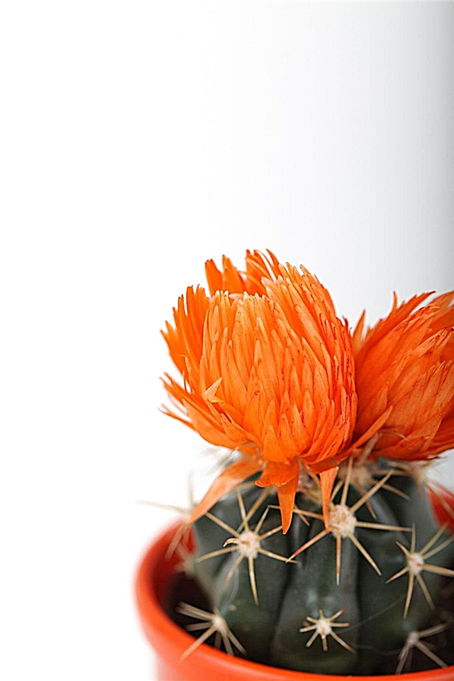 주황색 꽃을 가진 선인장 : 주황색 선인장 품종에 대해 알아보기