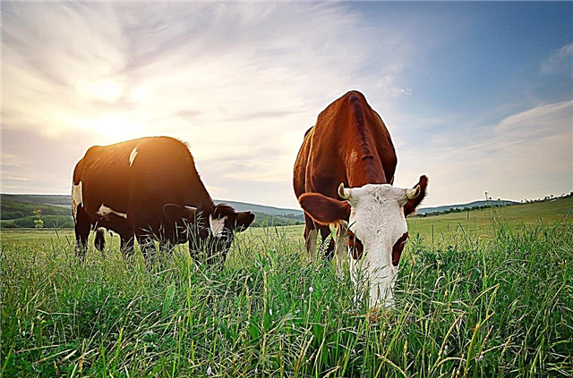 Schlechte Pflanzen für Rinder - Welche Pflanzen sind für Kühe giftig?