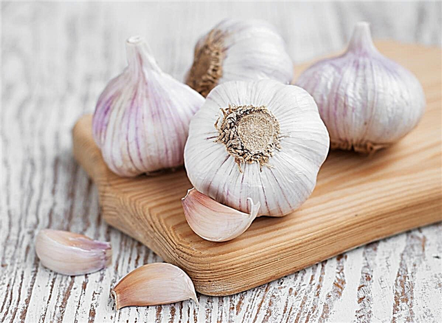 ما هو Applegate Garlic: عناية الثوم Applegate ونصائح النمو
