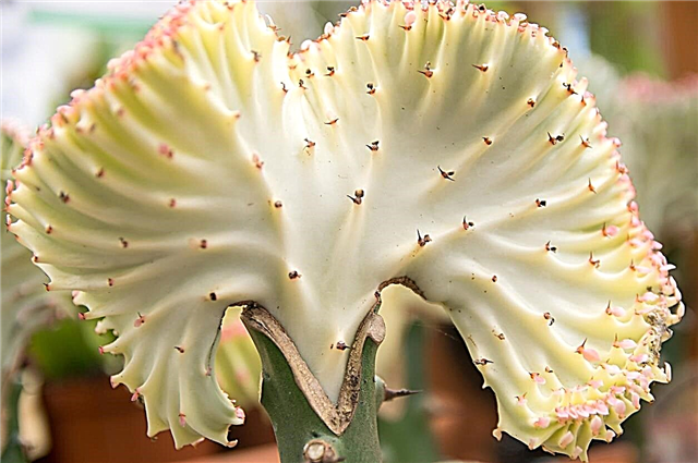 Euphorbia őszi rothadás - okok a rothadó kandeláber kaktuszra