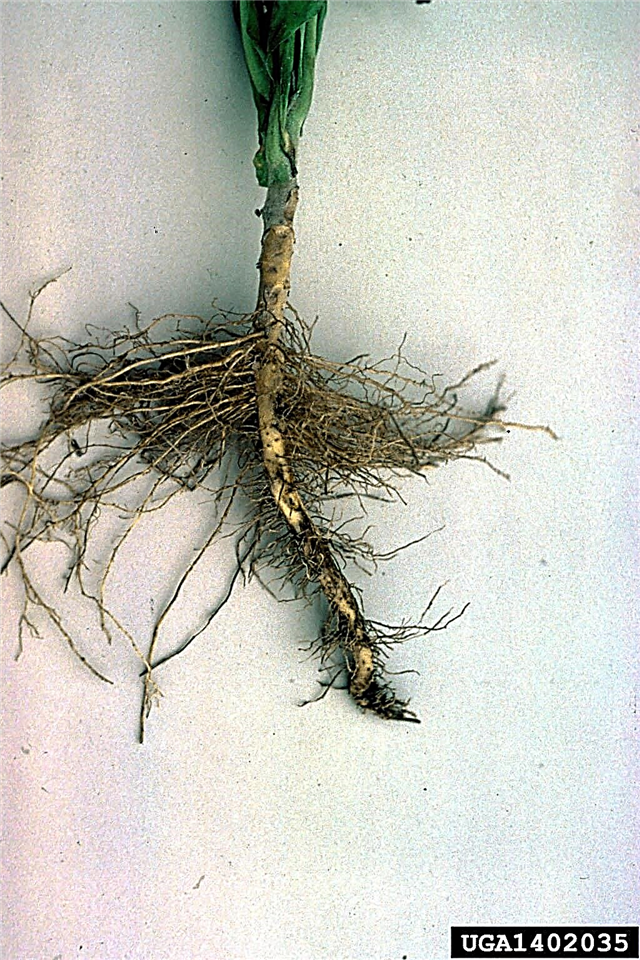 Thông tin về tuyến trùng Lesion: Tuyến trùng gây bệnh rễ là gì