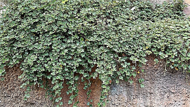 Crinkle-Leaf Creeper Info: Leer hoe u Crinkle-Leaf Creeper-planten kunt laten groeien