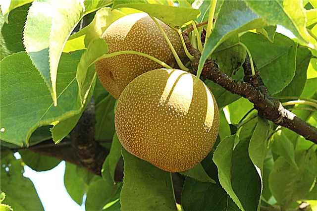 Asian Pear Info des 20. Jahrhunderts: Wie man eine asiatische Nijisseiki-Birne züchtet