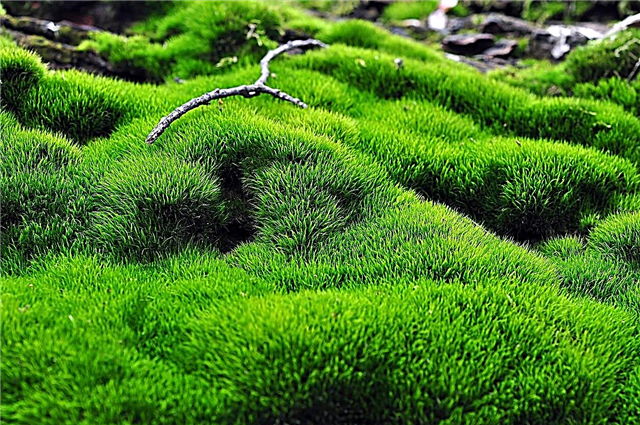 Harmanlanmış Moss Bilgisi - Bir Moss Bulamacı Nasıl Yapılır ve Kurulur