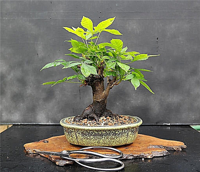 Cây bonsai hạt dẻ ngựa - Bạn có thể trồng một cây bonsai hạt dẻ ngựa