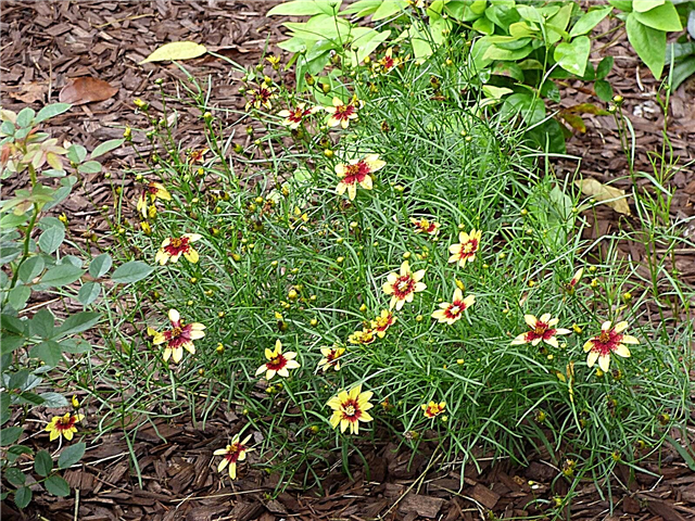 Coreopsis Cultivars: อะไรคือ Coreopsis ทั่วไปบางพันธุ์