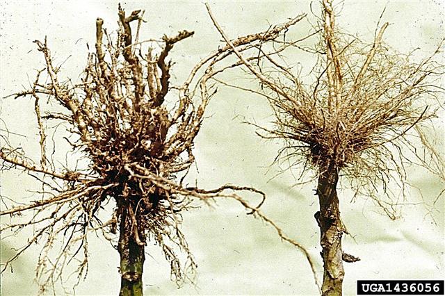 Todos los nematodos son malos: una guía para los nematodos nocivos