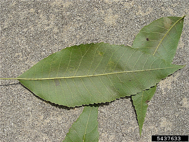 Pecan Bacterial Leaf Scorch: Behandlung von Bacterial Leaf Scorch von Pekannüssen