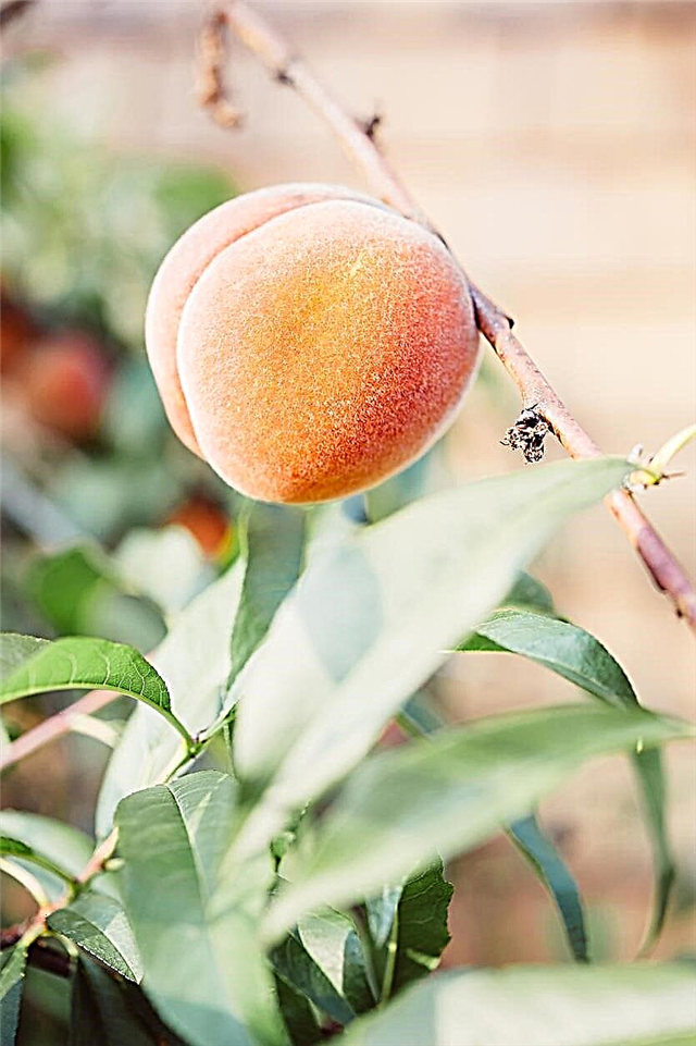 Intrepidų persikų priežiūra - kaip auginti beatodairišką persikų veislę