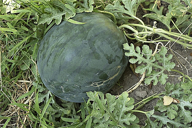 Fordhook watermeloenverzorging: wat is een Fordhook hybride meloen