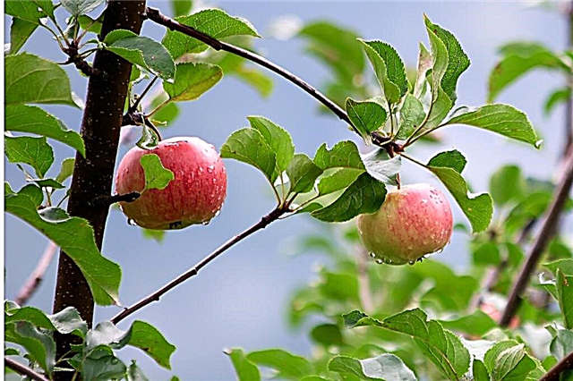 Pommiers de Dayton: conseils pour cultiver des pommes de Dayton à la maison