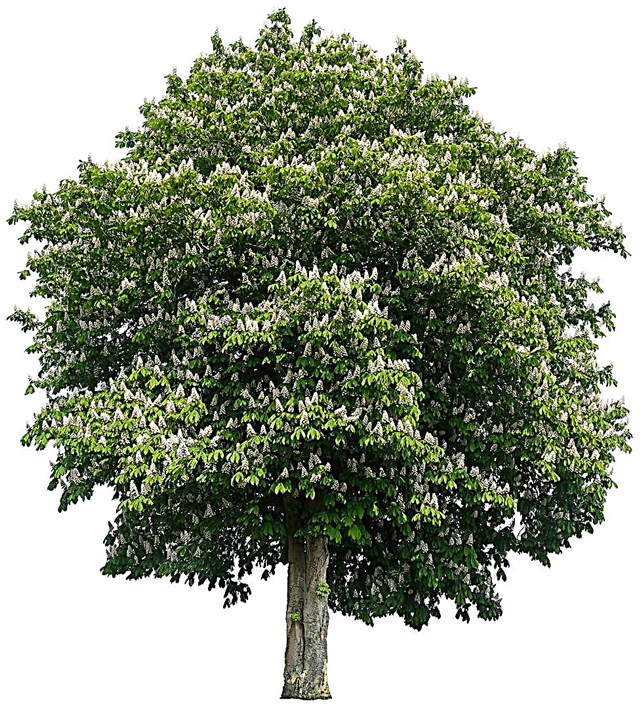Baumann Rosskastanienbäume - Pflege von Baumann Rosskastanien