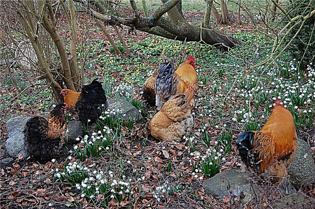 Gartenpflanzen giftig für Hühner: Welche Pflanzen sind schlecht für Hühner