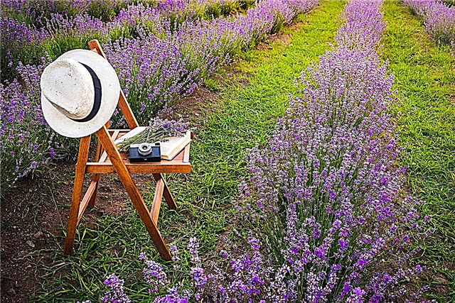 Kaikkien laventelipuutarhojen istuttaminen - laventeli puutarhan suunnitteluideat