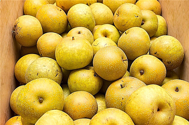 Kosui Asian Pear Info - Opi Kosui-päärynien kasvattamisesta