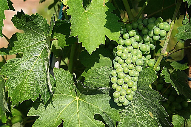 Uvas tolerantes à seca - Como cultivar uvas em calor alto