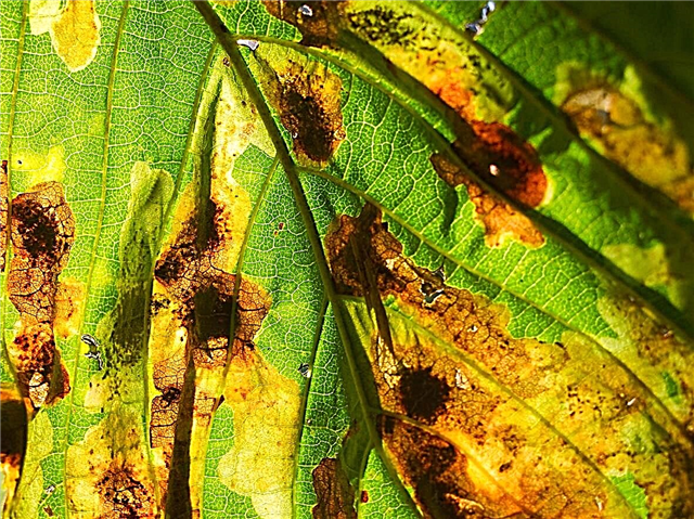 Rosskastanienwanzen - Erfahren Sie mehr über häufig vorkommende Conker-Baumschädlinge