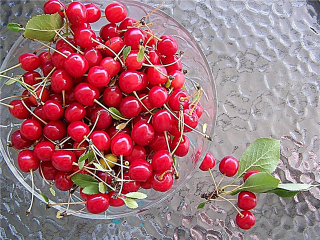 ما هي Lapins Cherry - دليل العناية بالكرز Lapins