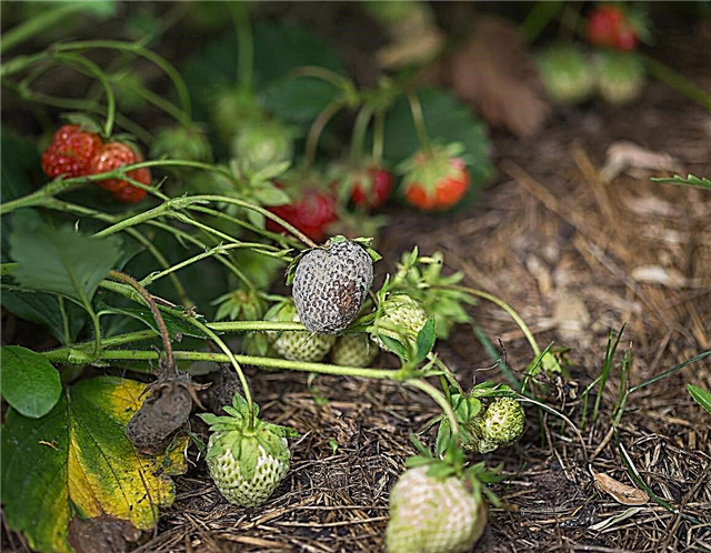 Traitement de la pourriture Botrytis aux fraises - Traiter la pourriture botrytis des plants de fraises