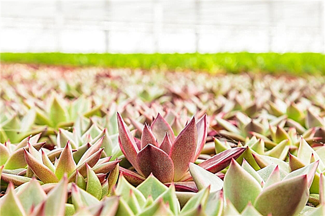 Greenhouse Succulent Care: Dicas para o cultivo de suculentas em estufa