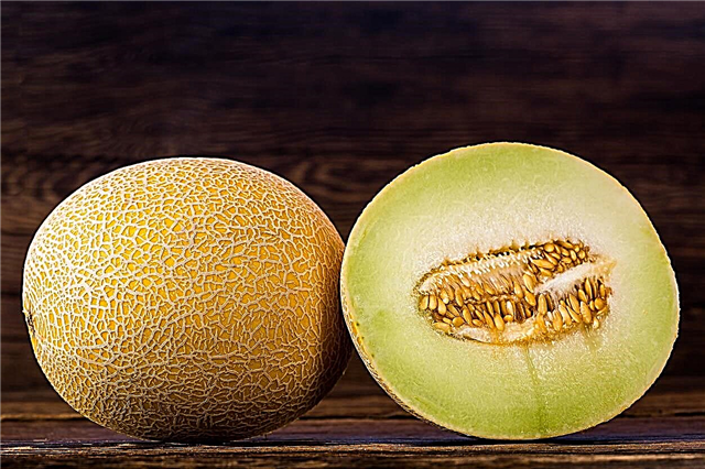 What Is A Galia Melon: Cara Menanam Galia Melon Vines