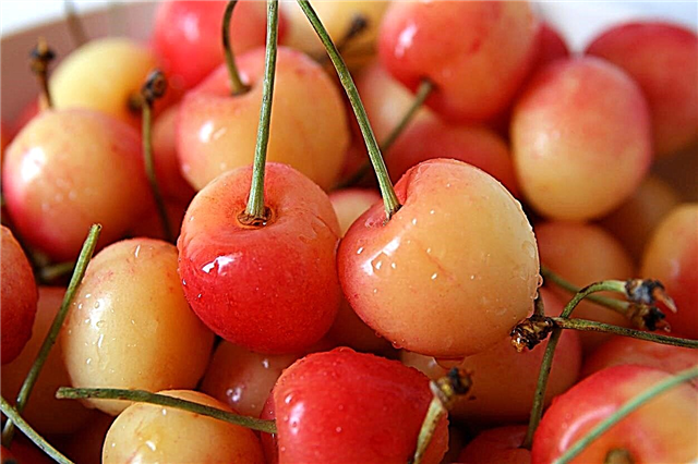 What Are Early Robin Cherries - When Do Early Robin Cherries Ripen